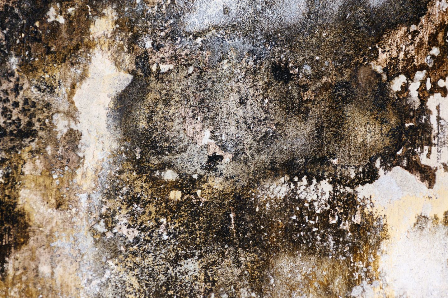 Illustrative discoloration on a wall; appearance does not identify mold type